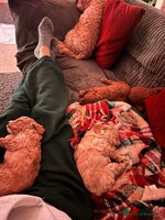 Cockapoo dogs - Advert 2