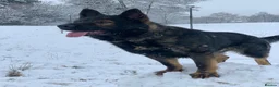 German Shepherd dogs for sale: Elite Czech German Shepherd Puppies Available!!! in Birmingham - Advert 1