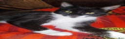 Mixed Breed cats for sale: Tuxedo cat for new home - Advert 1