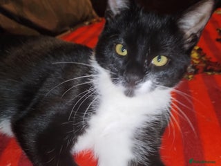 Mixed Breed cats Tuxedo cat for new home - Advert 8