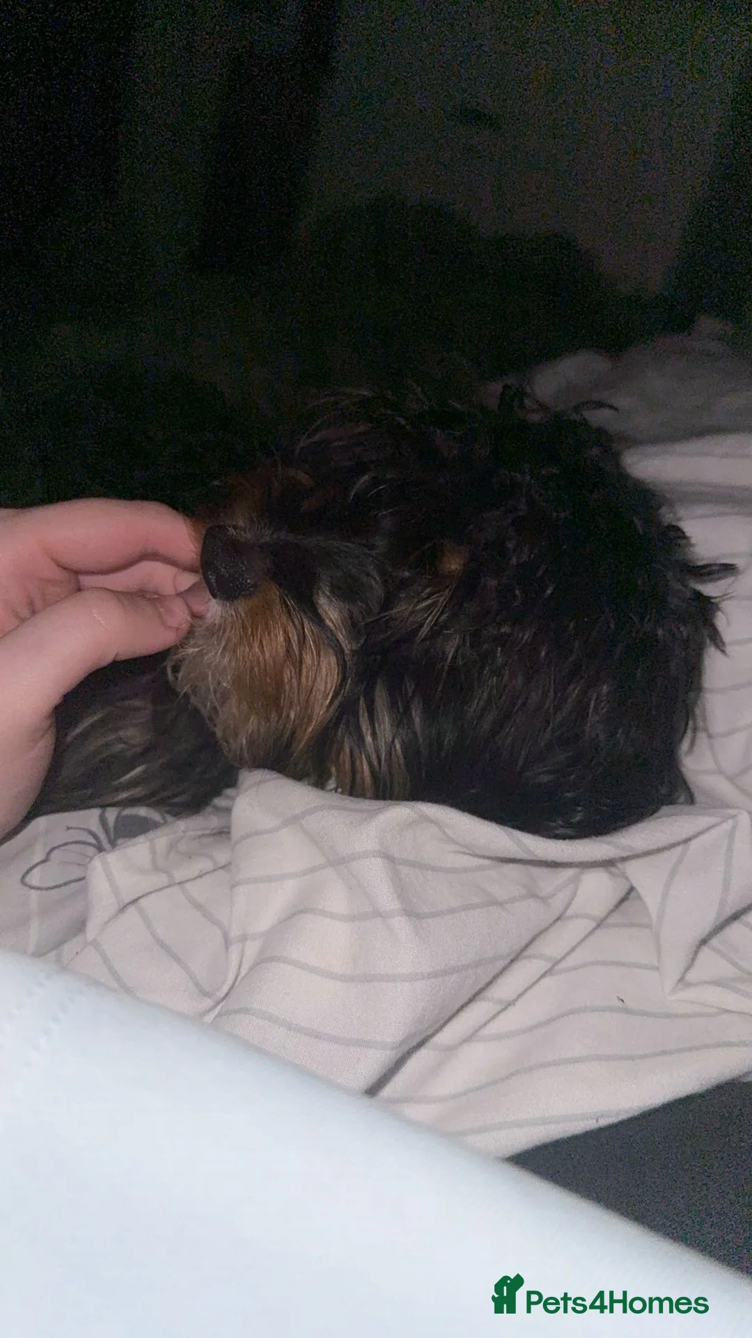 Doxiepoo dogs for sale: Doxipoo for sale  - Advert 2