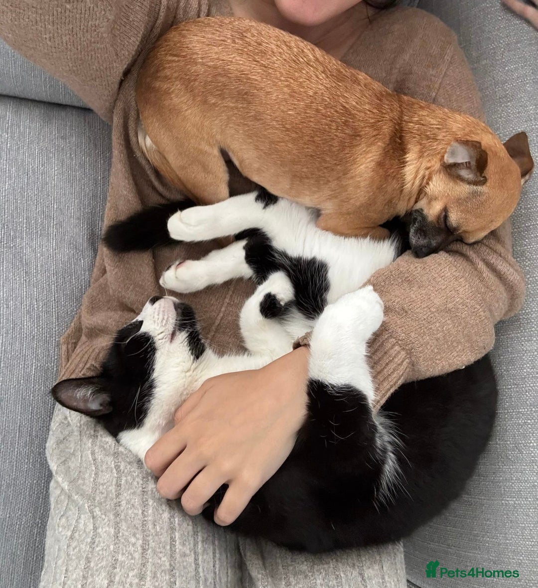 Chihuahua dogs for sale: Bagel is looking for her forever home ❤️ in Leicester - Image 5