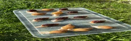 Snails invertebrates for sale: Albino Giant African Snails for sale! - Advert 2