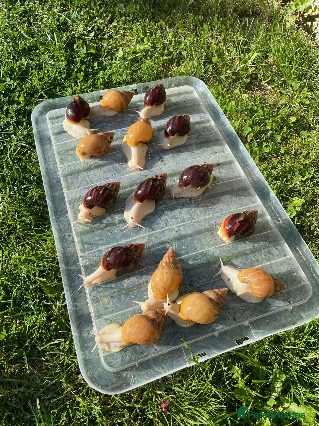 Snails invertebrates for sale: Albino Giant African Snails for sale! - Advert 2