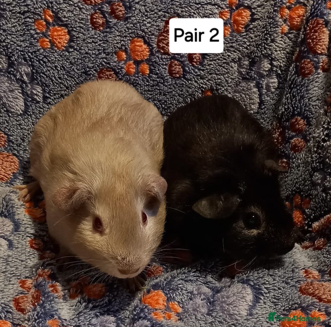 Guinea Pig rodents for sale: Bonded guinea pigs - Boars and Sows available  - Advert 2