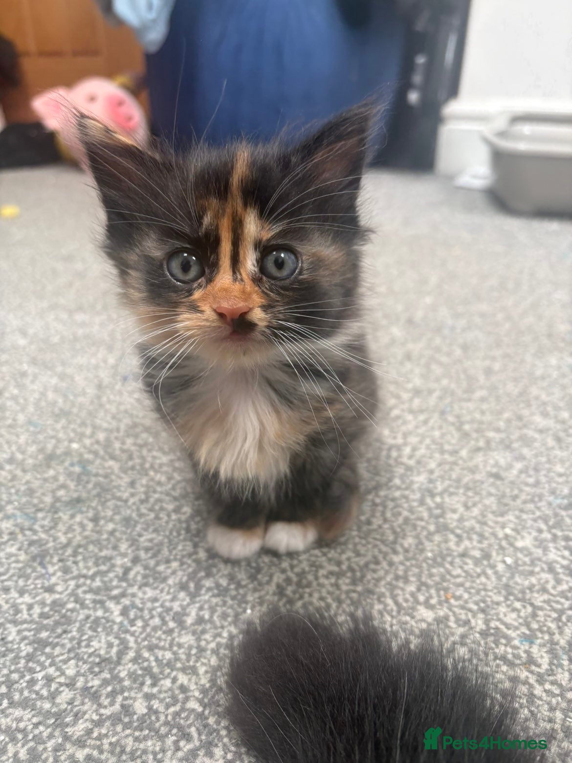 Mixed Breed cats Beautiful female kitten for sale  - Advert 1