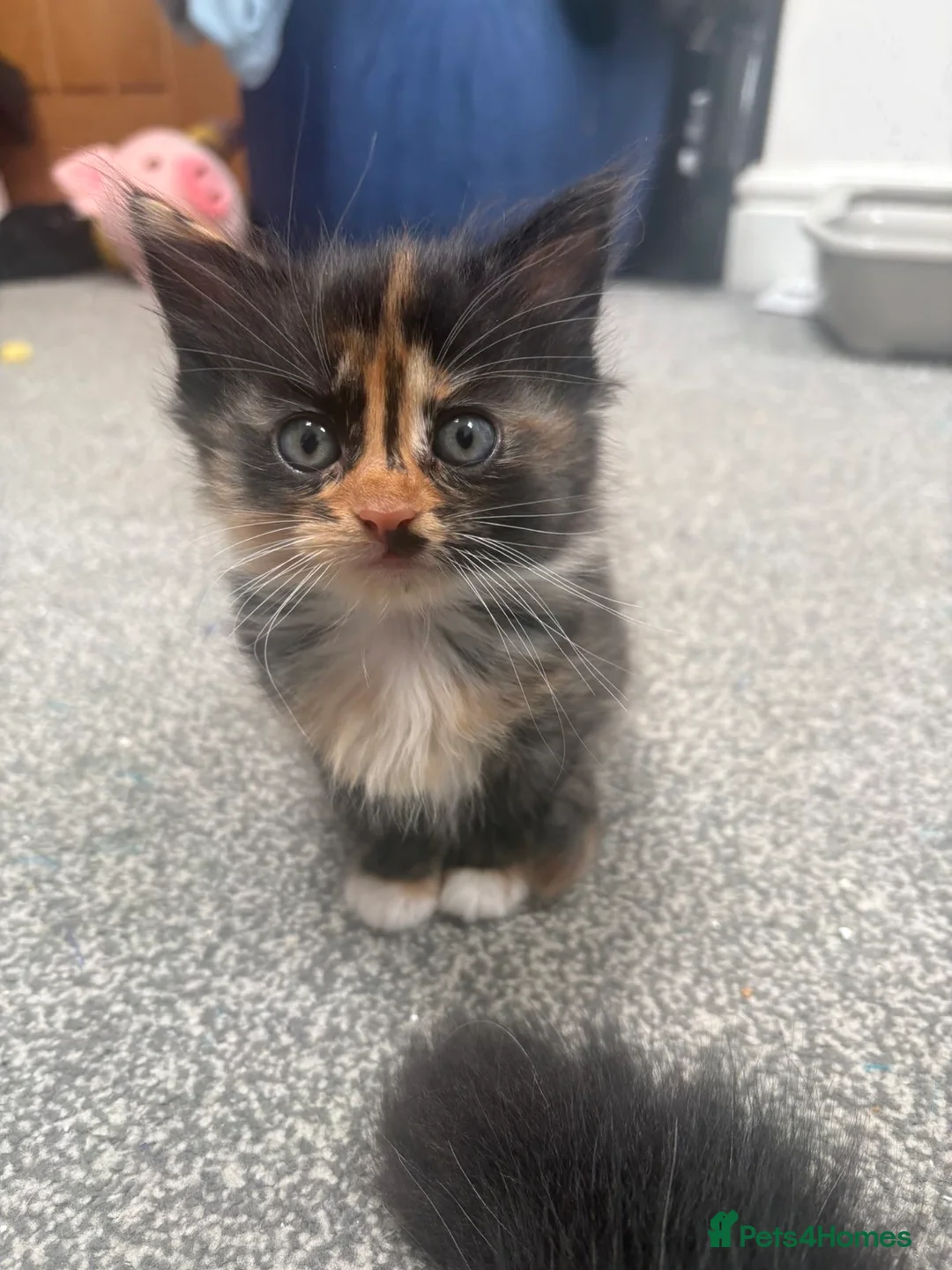 Mixed Breed cats for sale: Beautiful female kitten for sale  - Advert 1