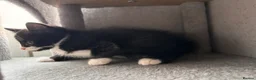 Mixed Breed cats for sale: 😻😻😻BEAUTIFUL KITTENS😻😻😻 - Advert 18