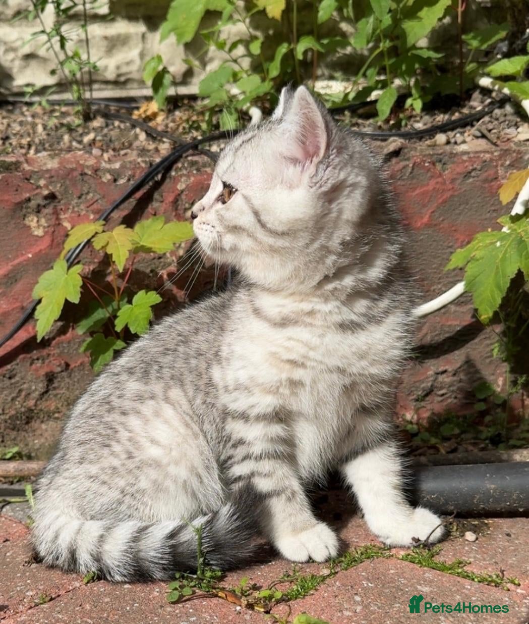 British Shorthair cats *Ready to Leave Thurs 2nd July* BSH silver Kittens - Advert 2