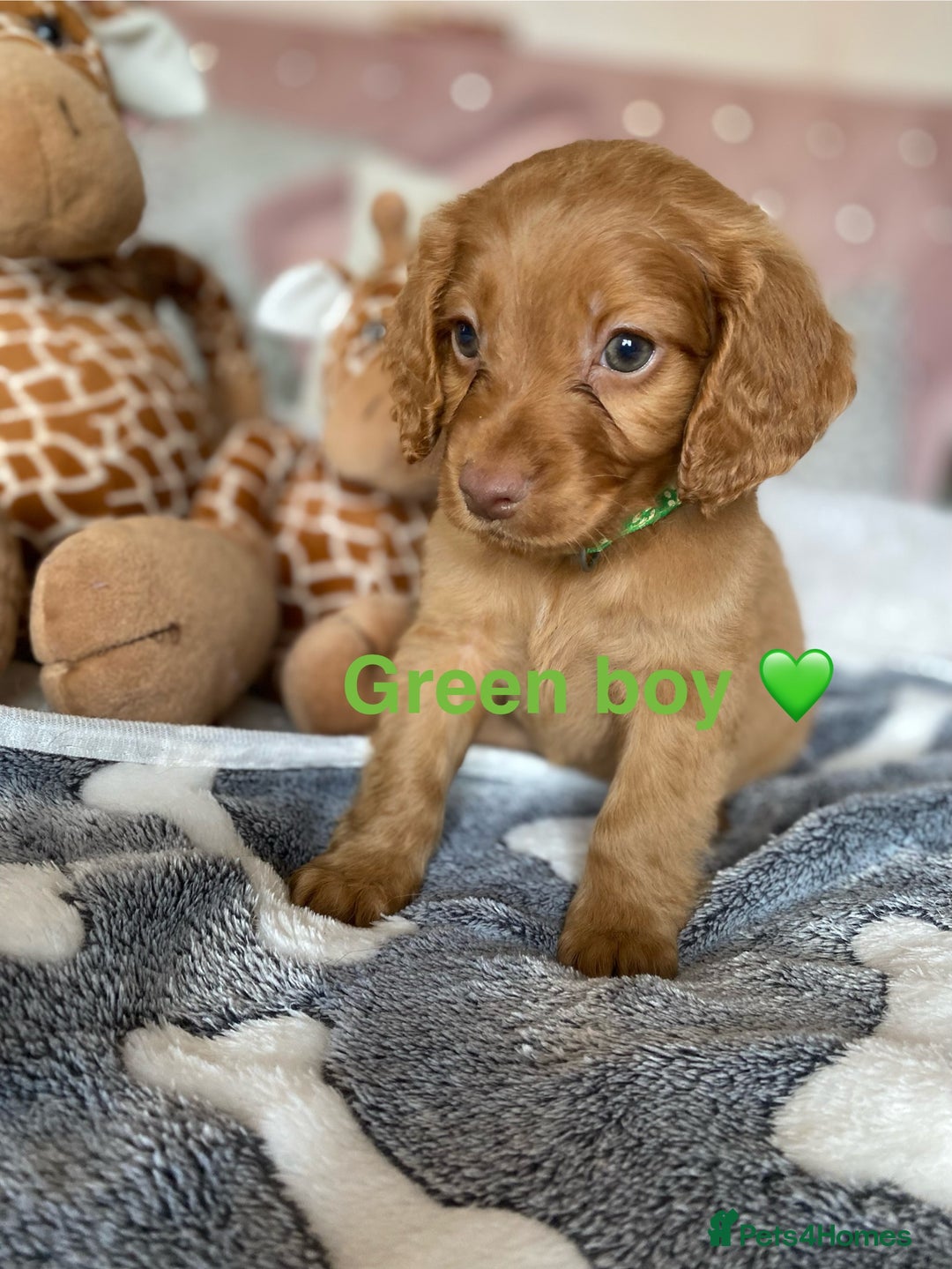 Cockapoo dogs for sale: Cockapoo puppies 💜 - Advert 2