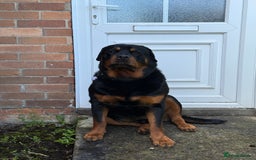 Rottweiler dogs for sale: 3 year old rottie - Image 5
