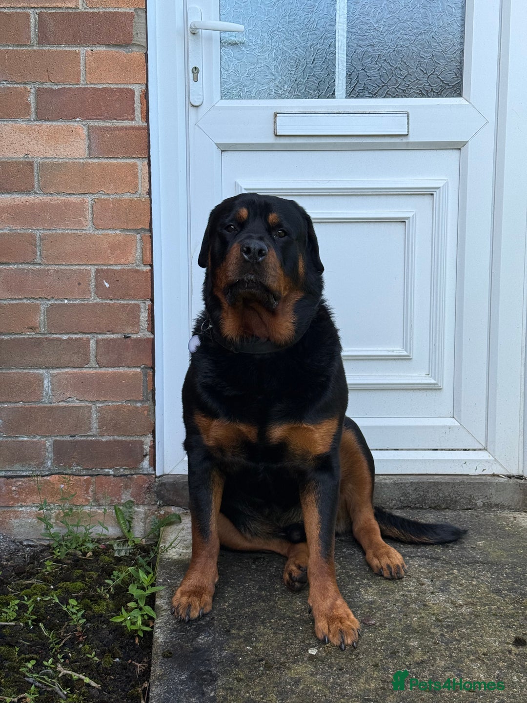 Rottweiler dogs for sale: 3 year old rottie - Image 5