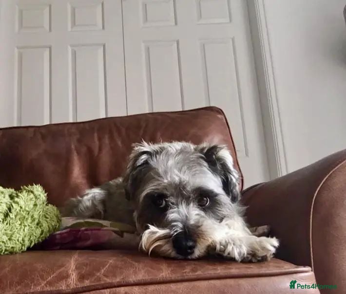 Schnoodle dogs Mother & adult Son reluctant sale  - Advert 1
