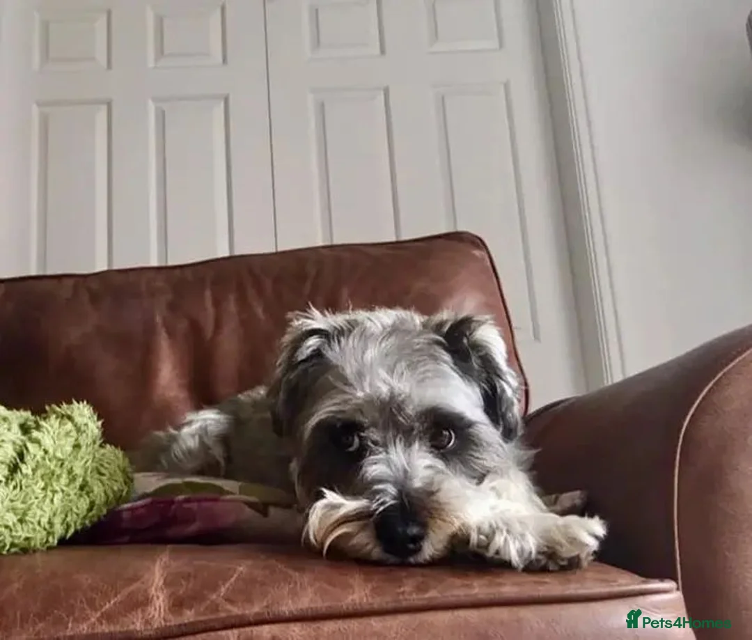 Schnoodle dogs for sale: Mother & adult Son reluctant sale  - Advert 1