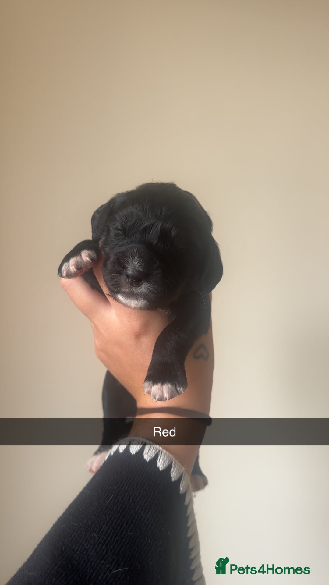 Cocker Spaniel dogs for sale: English Cocker spaniel puppies  - Image 10