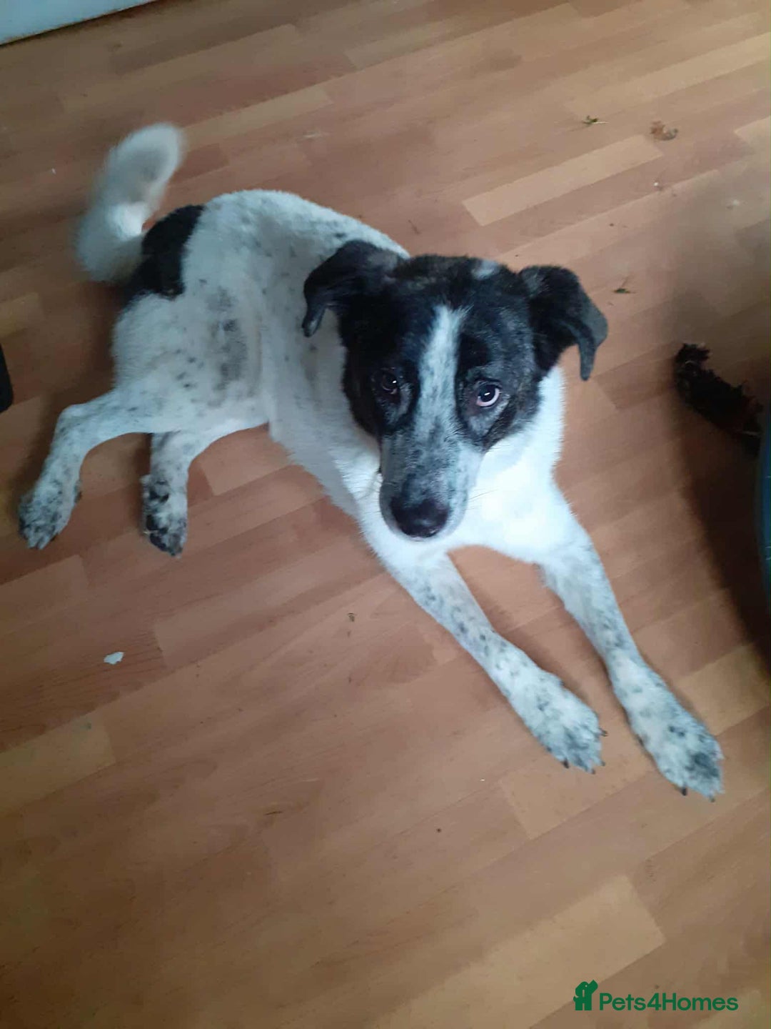 Mixed Breed dogs for adoption: Jeremy for adoption - Advert 4