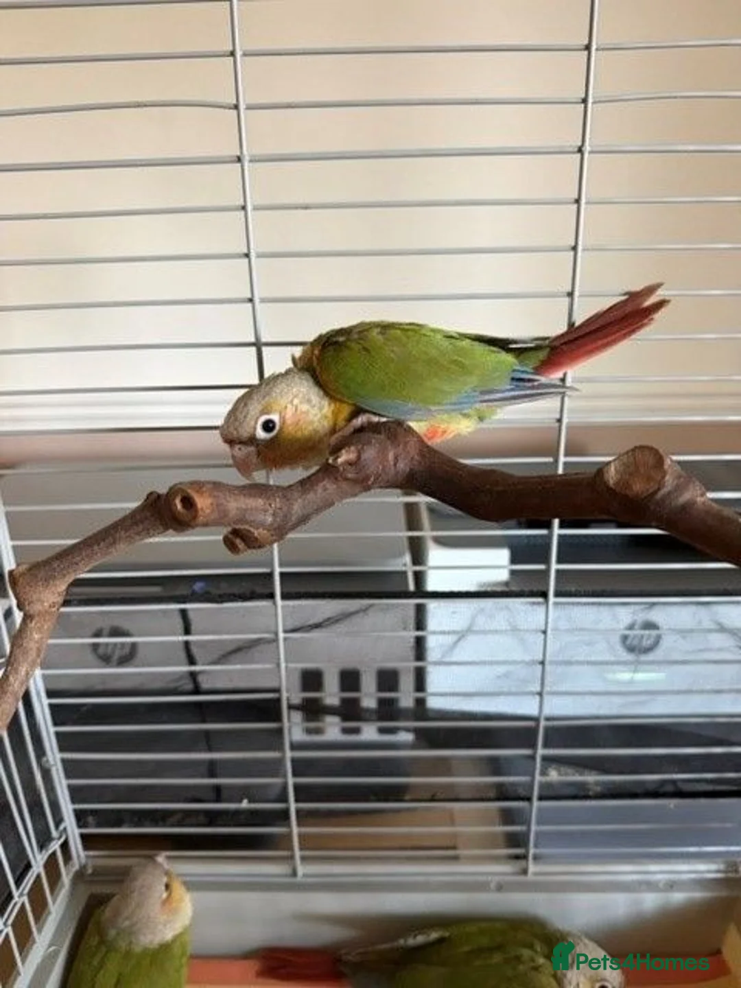 Conures birds for sale: Green Cheek Conures in Telford - Advert 2