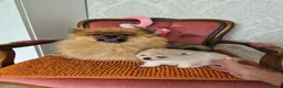 Pomeranian dogs for sale: Pomeranian Puppies - Advert 2