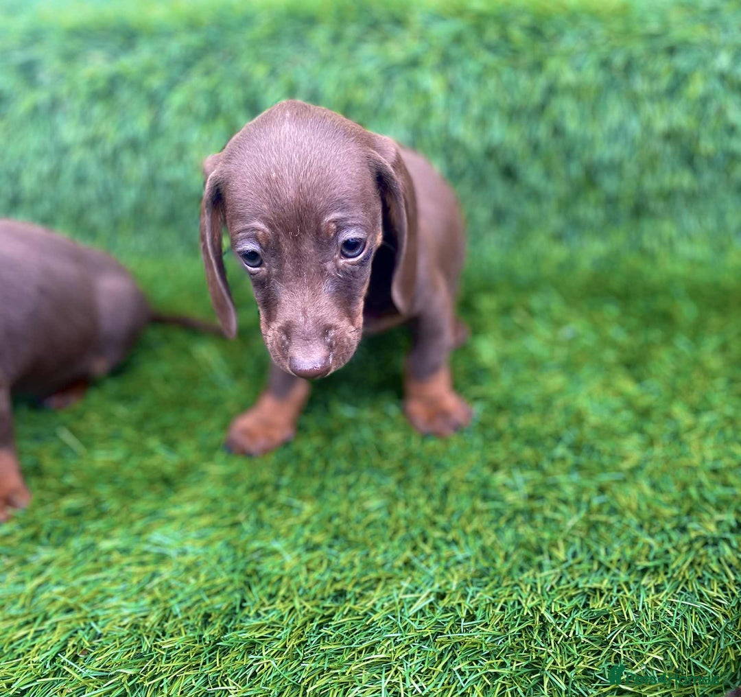 Miniature Dachshund dogs for sale: Miniature daschunds - Image 8