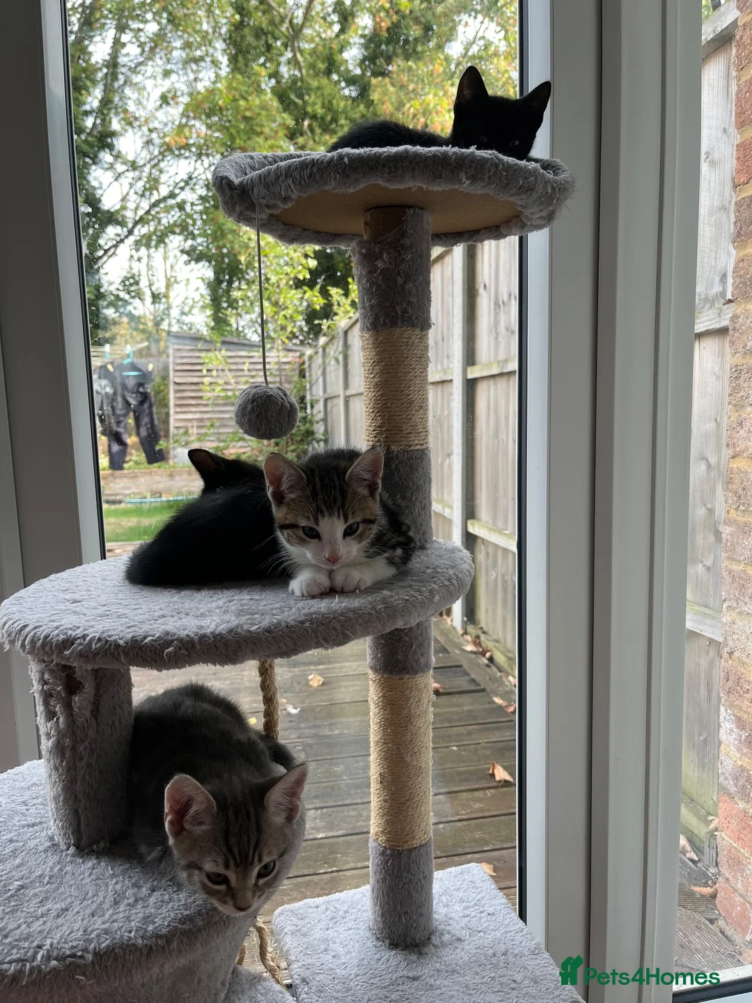 Mixed Breed cats for sale: Adorable and playful mixed-breed kittens for sale - Advert 1