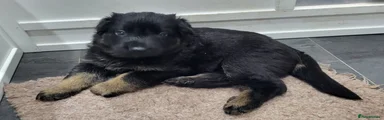 German Shepherd Puppy 1