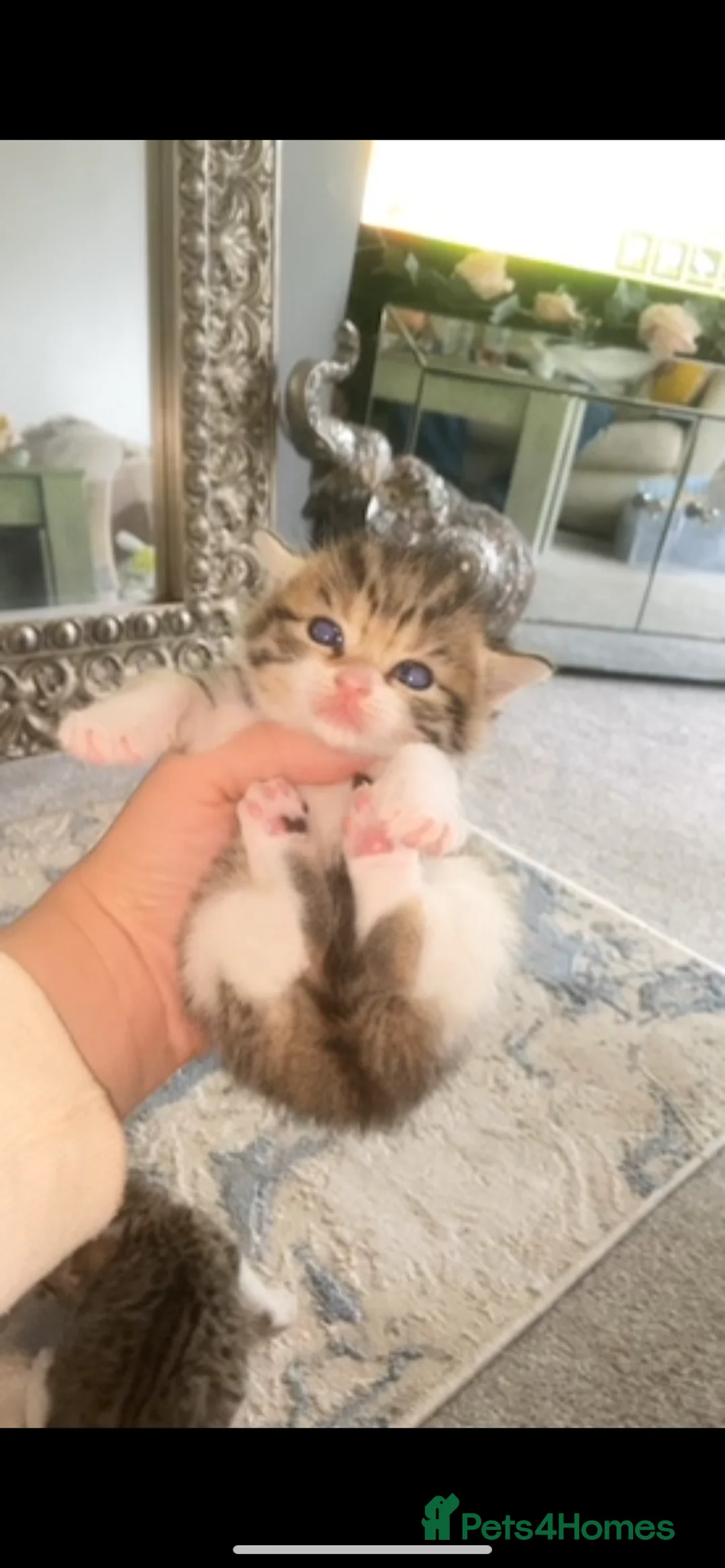 Mixed Breed cats for sale: 2 beautiful mixed Bengal/British shorthair  babies - Advert 1