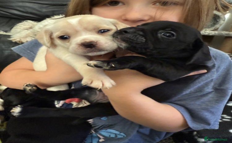 Mixed Breed dogs - Advert 10