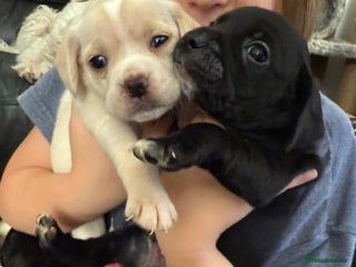 Mixed Breed dogs - Advert 11