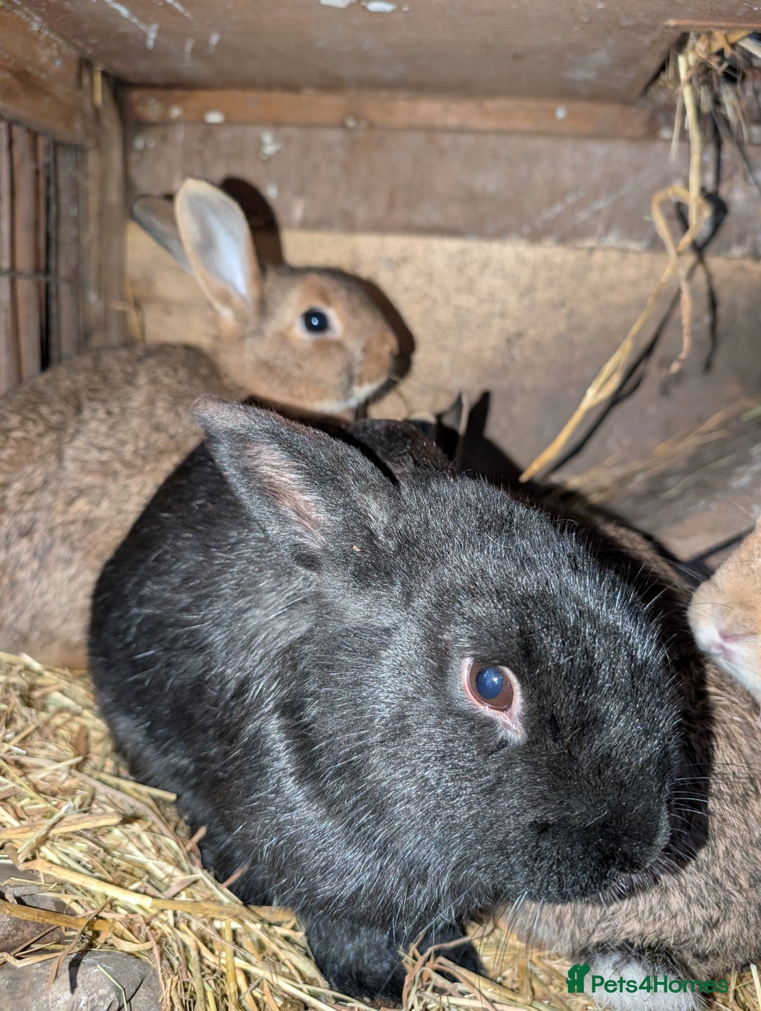 English rabbits for sale: Various Rabbits And Bunnies. Mixed Gender, colours - Advert 8