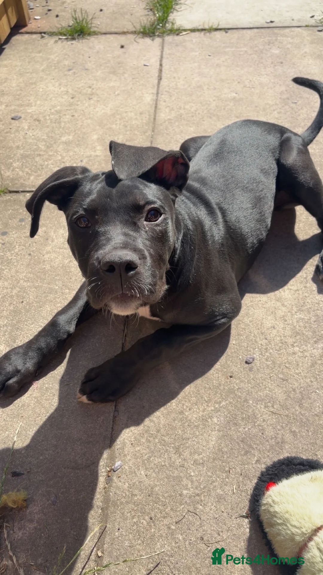 Presa Canario dogs for sale: Presa Canario Pup  - Advert 4