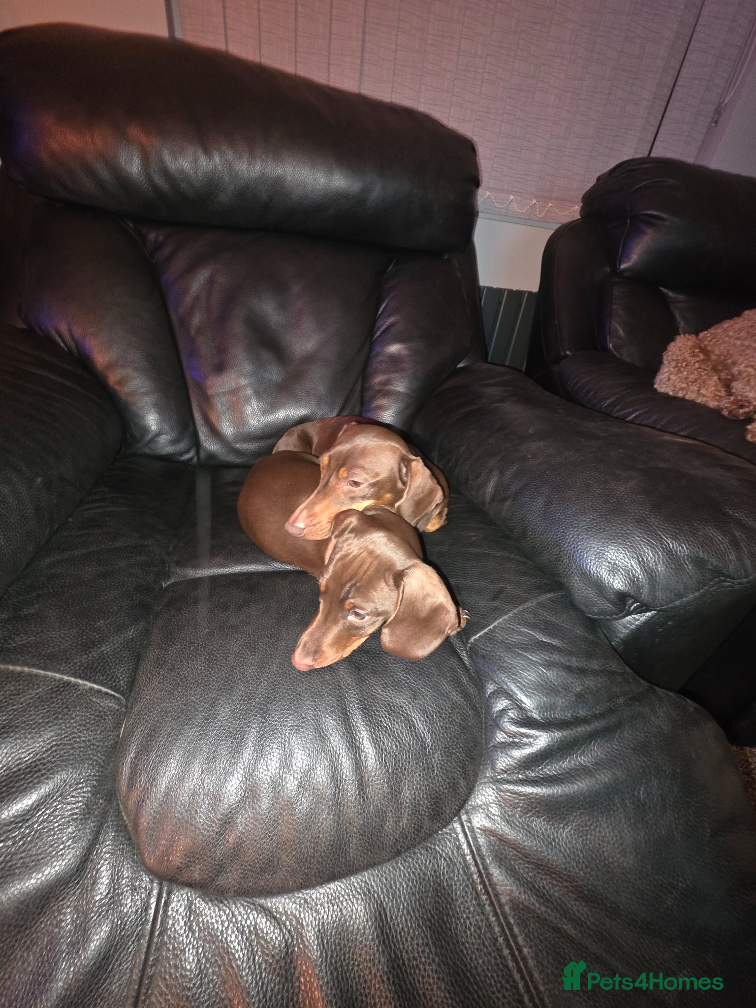 Miniature Dachshund dogs Mother and son together  - Advert 1