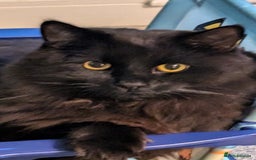 British Longhair cats for sale: Black brown long haired cat - Image 1