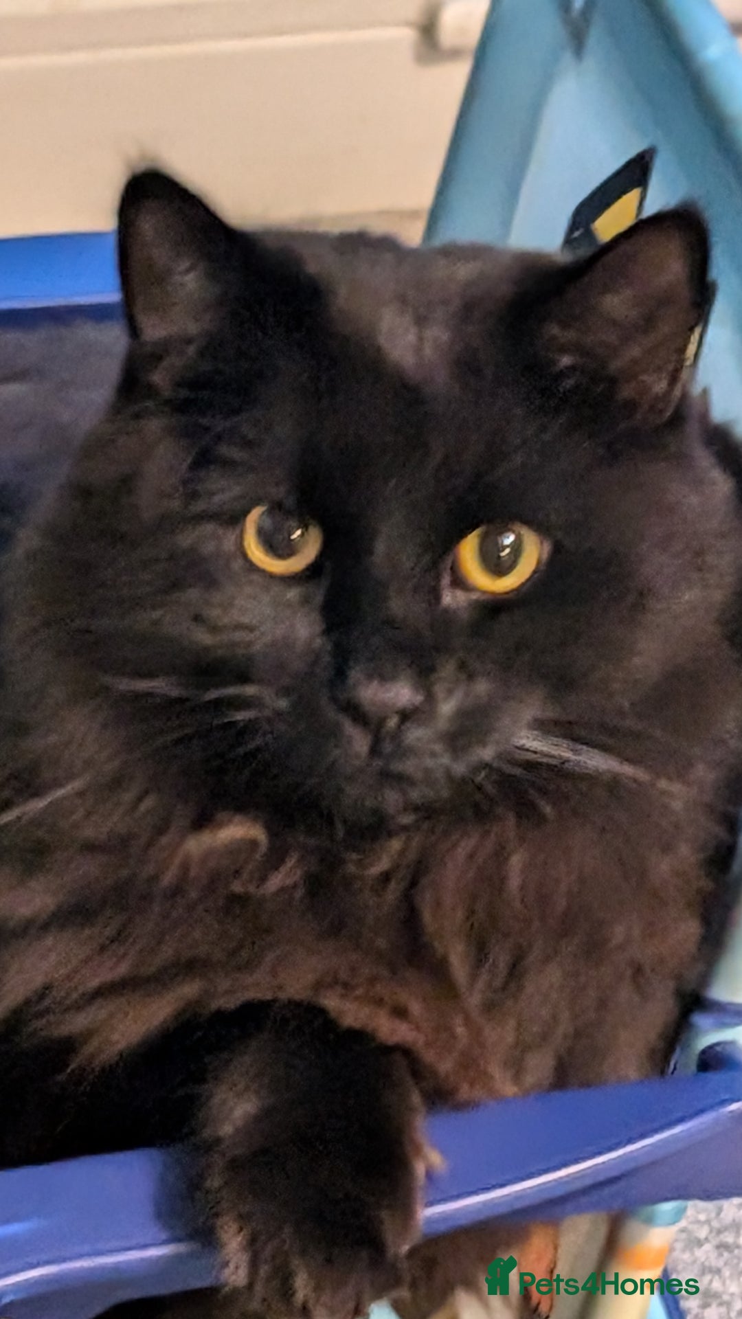 British Longhair cats for sale: Black brown long haired cat - Image 1