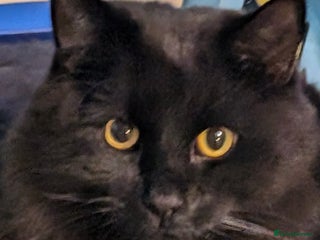 British Longhair cats - Advert 1