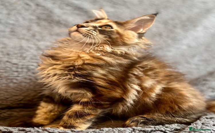 Maine Coon cats - Advert 4