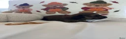 Miniature Dachshund dogs for sale: Long haired miniature dachshund  - Advert 6
