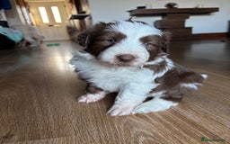 Bearded Collie dogs for sale: Bearded cross x border collie puppies  - Advert 2