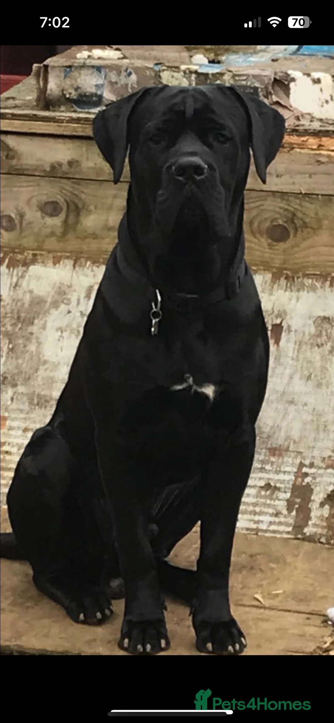 Cane Corso dogs for sale: Nearly ready * Beautiful chunky Cane Corso litter* - Advert 10