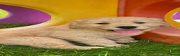 Golden Retriever dogs for sale: Beautiful KC Golden Retriever Puppies - Advert 13