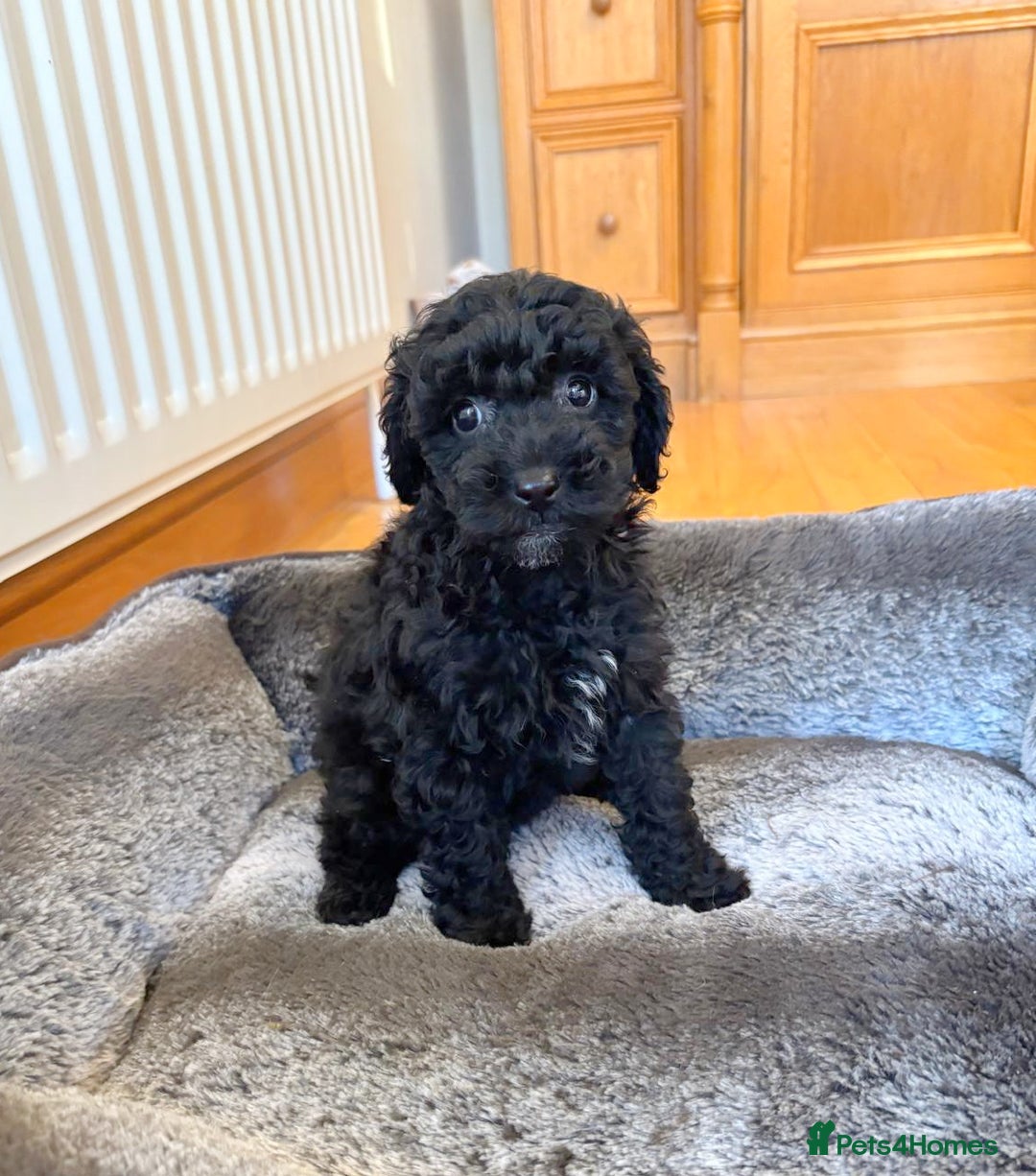 Toy Poodle dogs for sale: Stunning Toy Poodles  - Advert 6