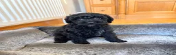 Toy Poodle dogs for sale: Stunning Toy Poodles  - Advert 2