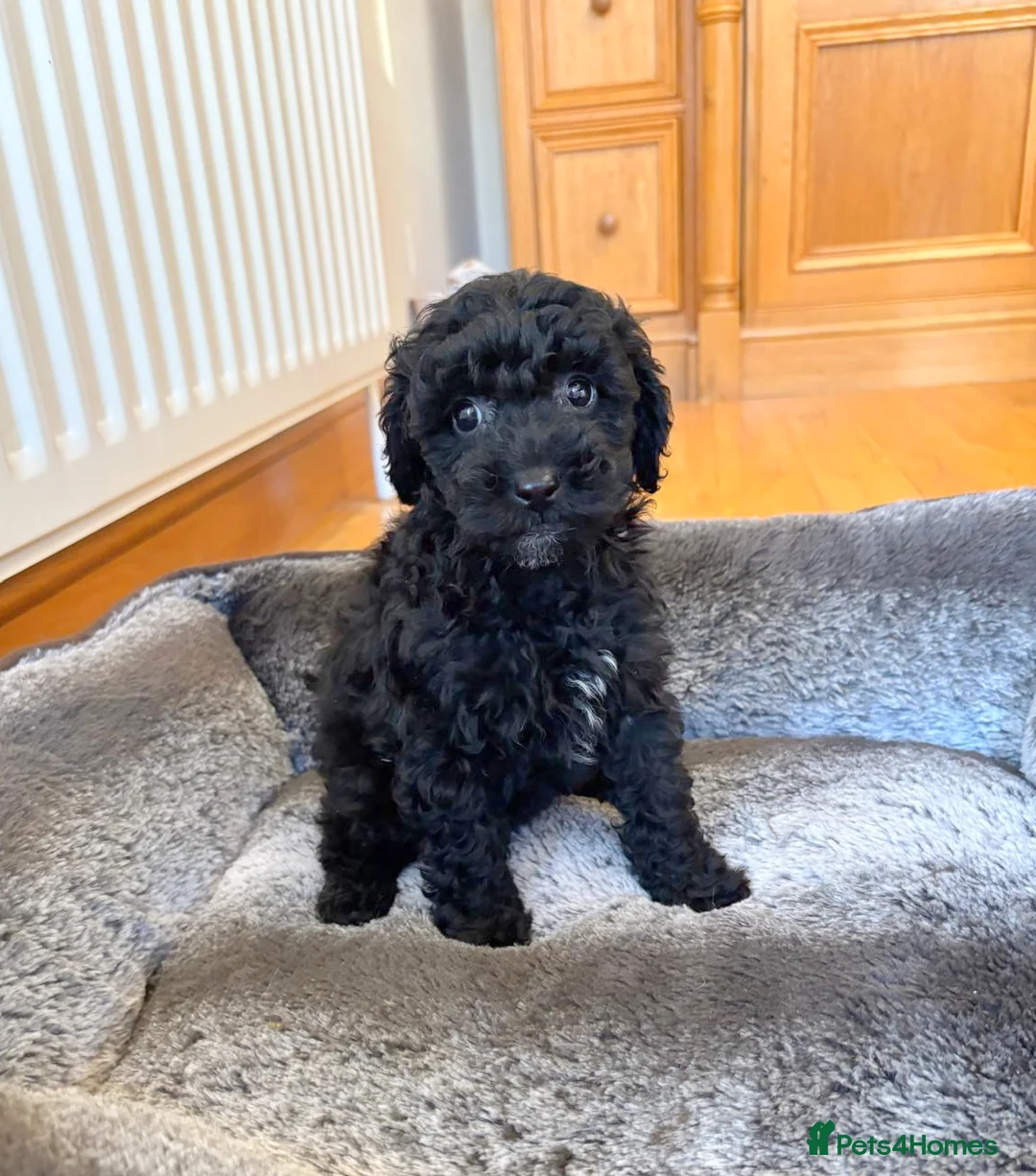 Toy Poodle dogs for sale: Stunning Toy Poodles  - Advert 2