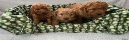 Cavapoo dogs for sale: Cavapoo puppy's  in Coventry - Advert 4