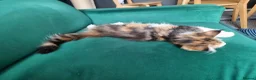 Maine Coon cats for sale: Last maine coon kitten - Advert 3
