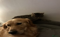 Mixed Breed dogs for sale: Beautiful chunky golden retriever x cockapoos  - Image 32