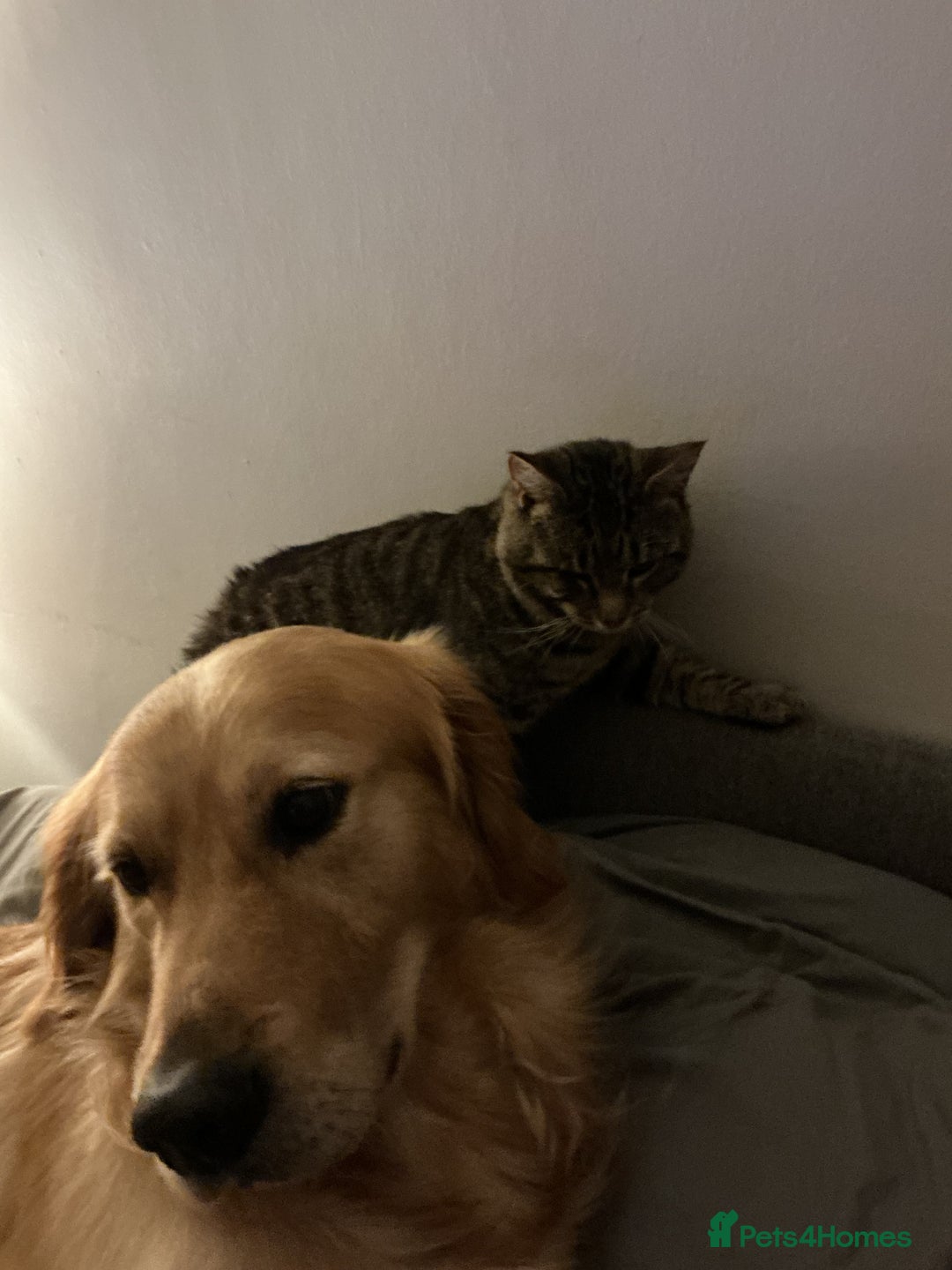 Mixed Breed dogs for sale: Beautiful chunky golden retriever x cockapoos  - Image 32