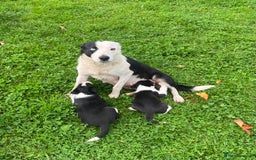 Border Collie dogs for sale: 5 beautiful pups!  - Image 6