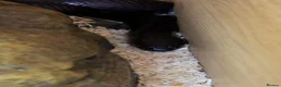 King Snake reptiles for sale: Mexican King Snake - One Year Old  - Advert 5