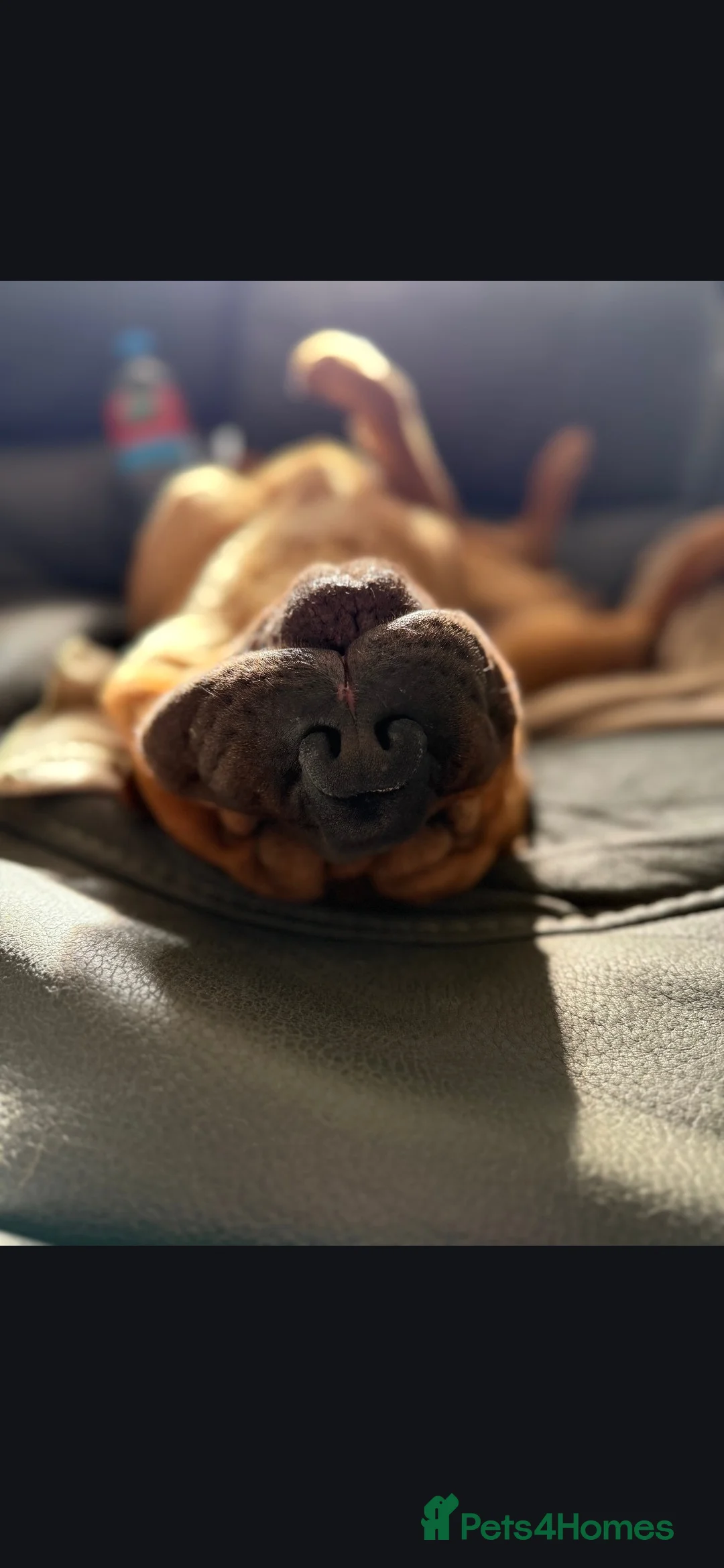 Shar Pei dogs for sale: 5 year old shar pei for rehome  in Wednesbury - Advert 2