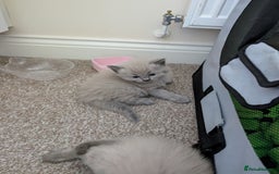 Ragdoll cats for sale: 4 gorgeous ragdoll kittens  - Image 6